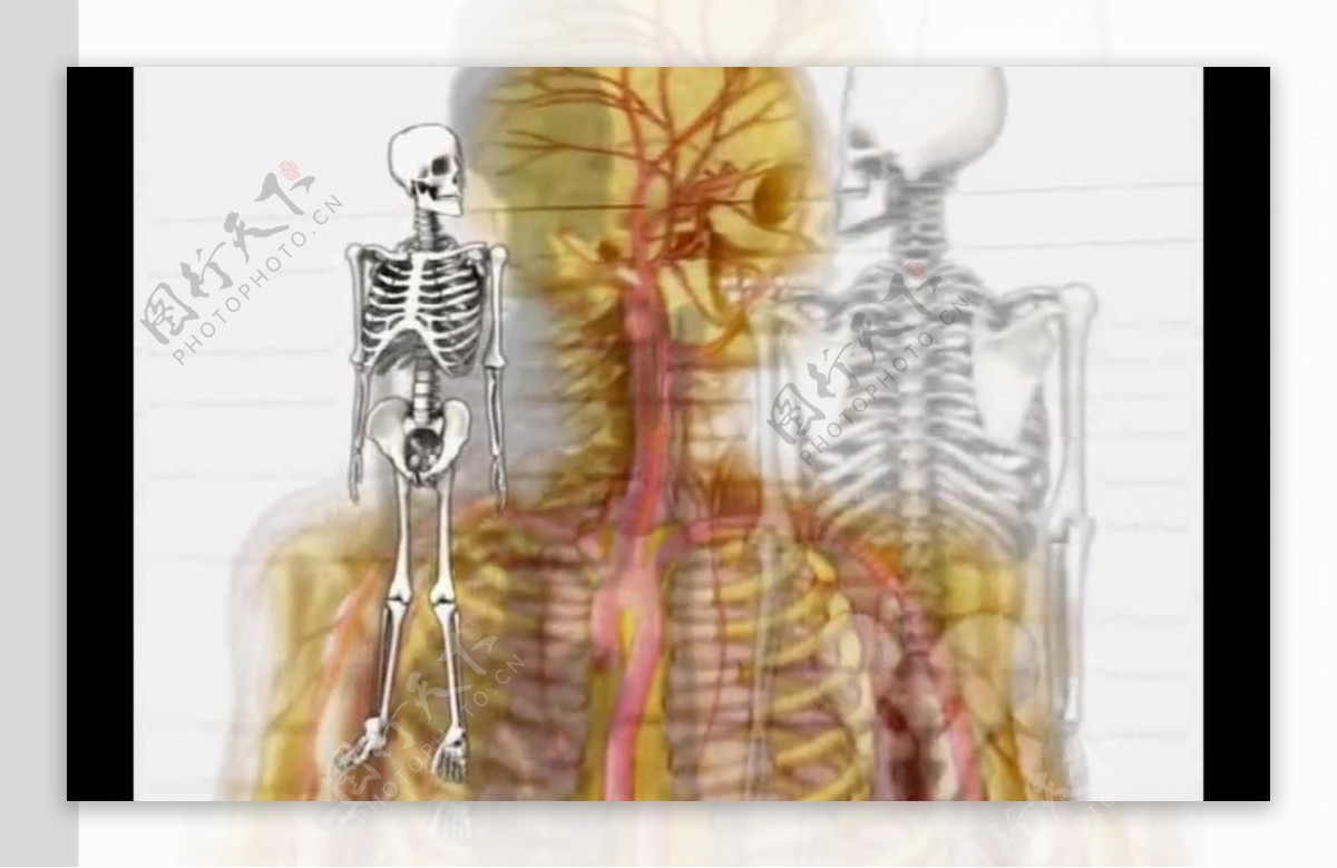 医学人骨架视频素材图片