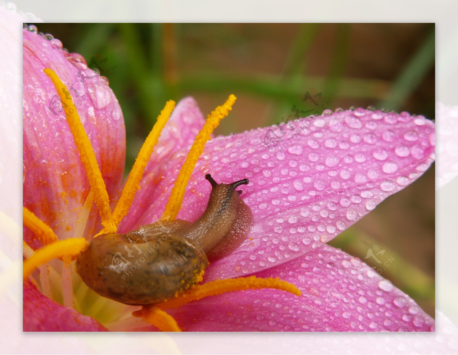 蜗牛花蕊图片