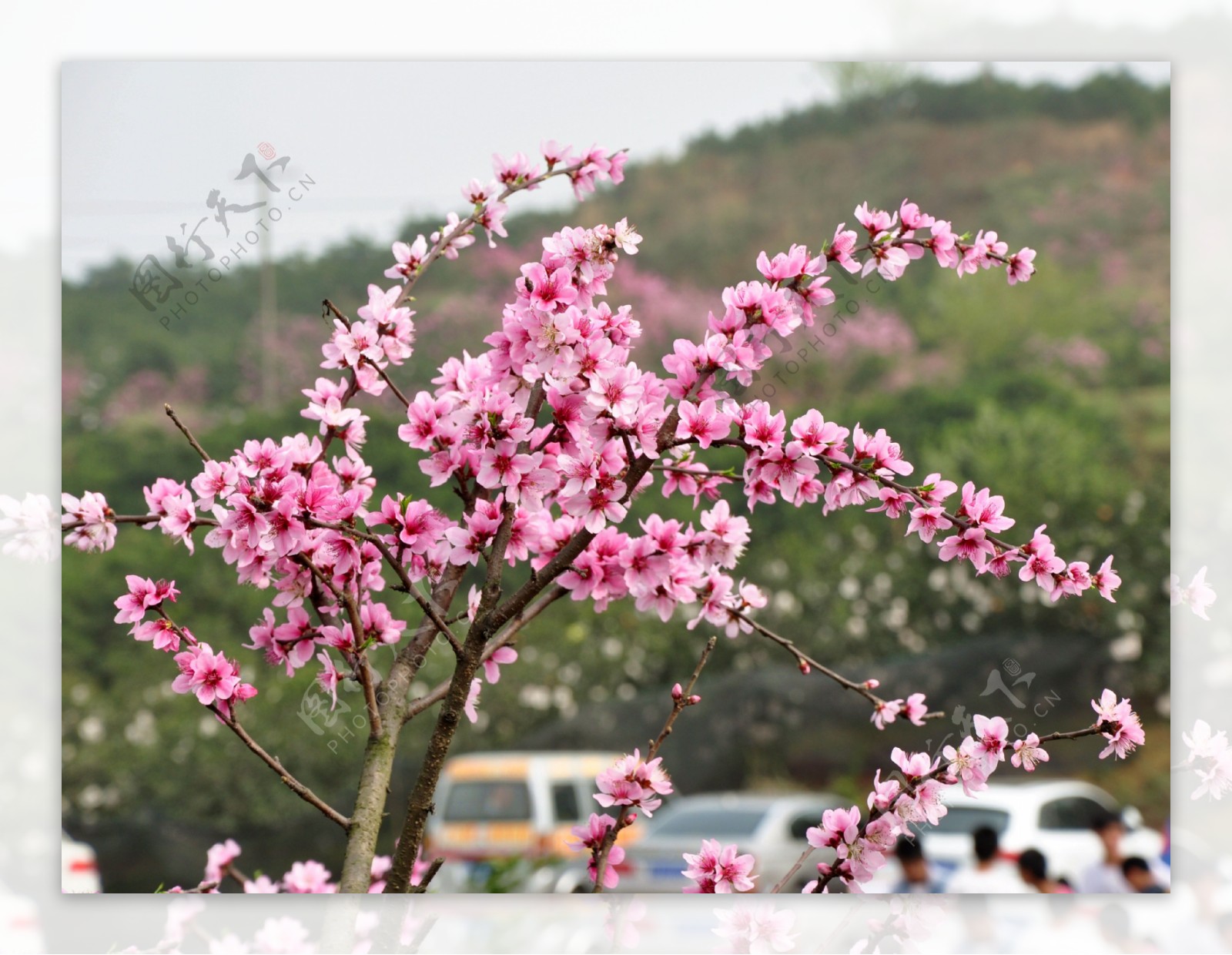 桃花