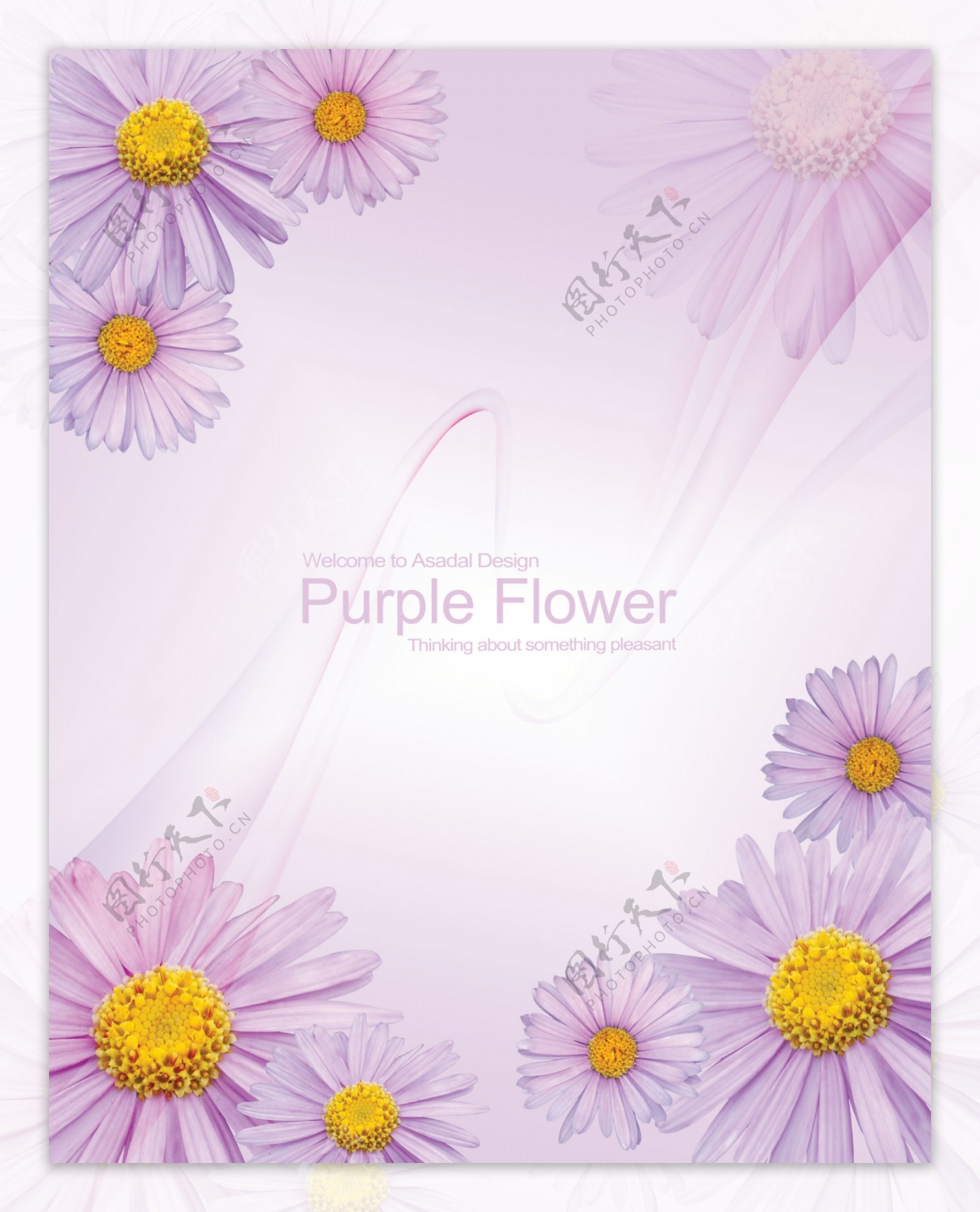 紫菊花字母