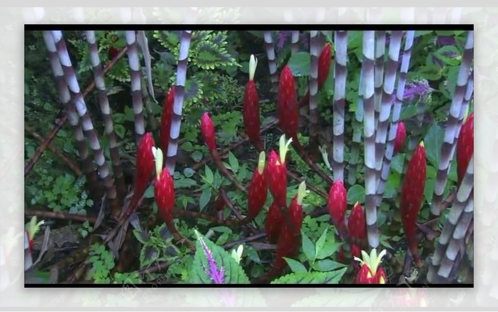 花朵自然生长视频素材图片