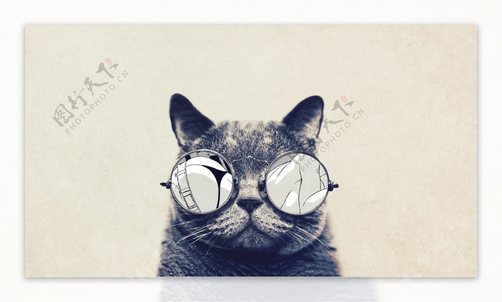 戴圆框眼镜的可爱猫