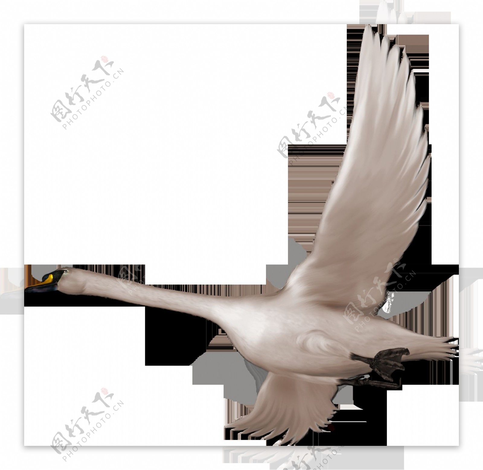 漂亮的天鹅d素材动物图片PSD素材