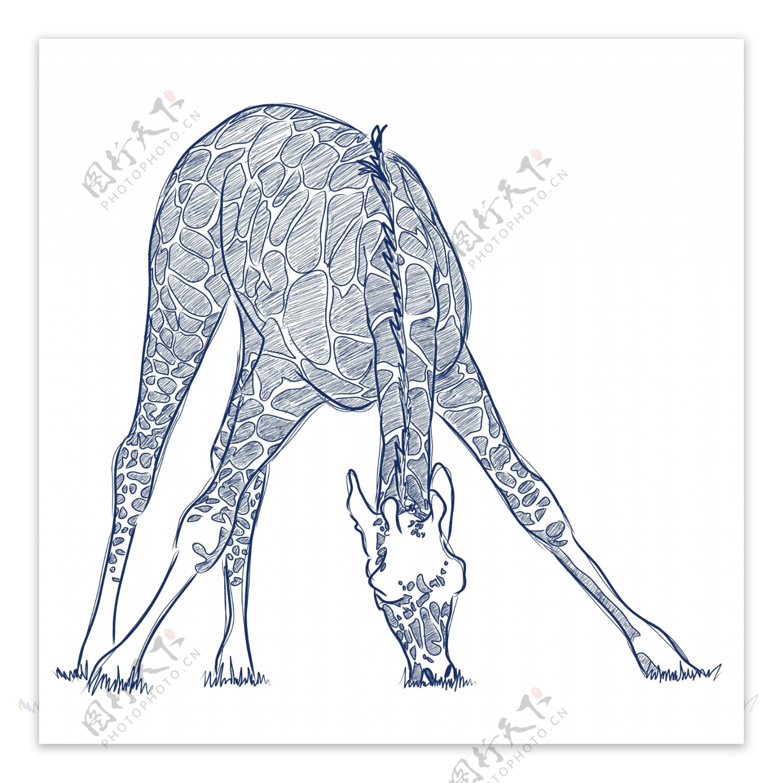 手工绘制的斑马和长颈鹿设计矢量图01