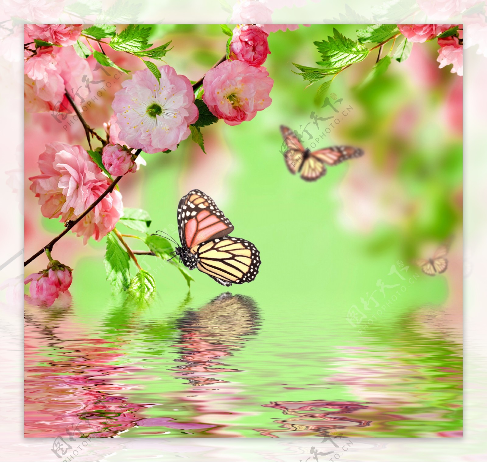 蝴蝶与盛开的樱花47001_花卉壁纸_花卉类_图库壁纸_68Design