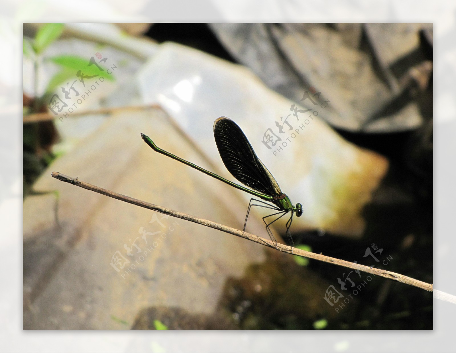 蜻蜓昆虫生物世界摄影图库自然图片