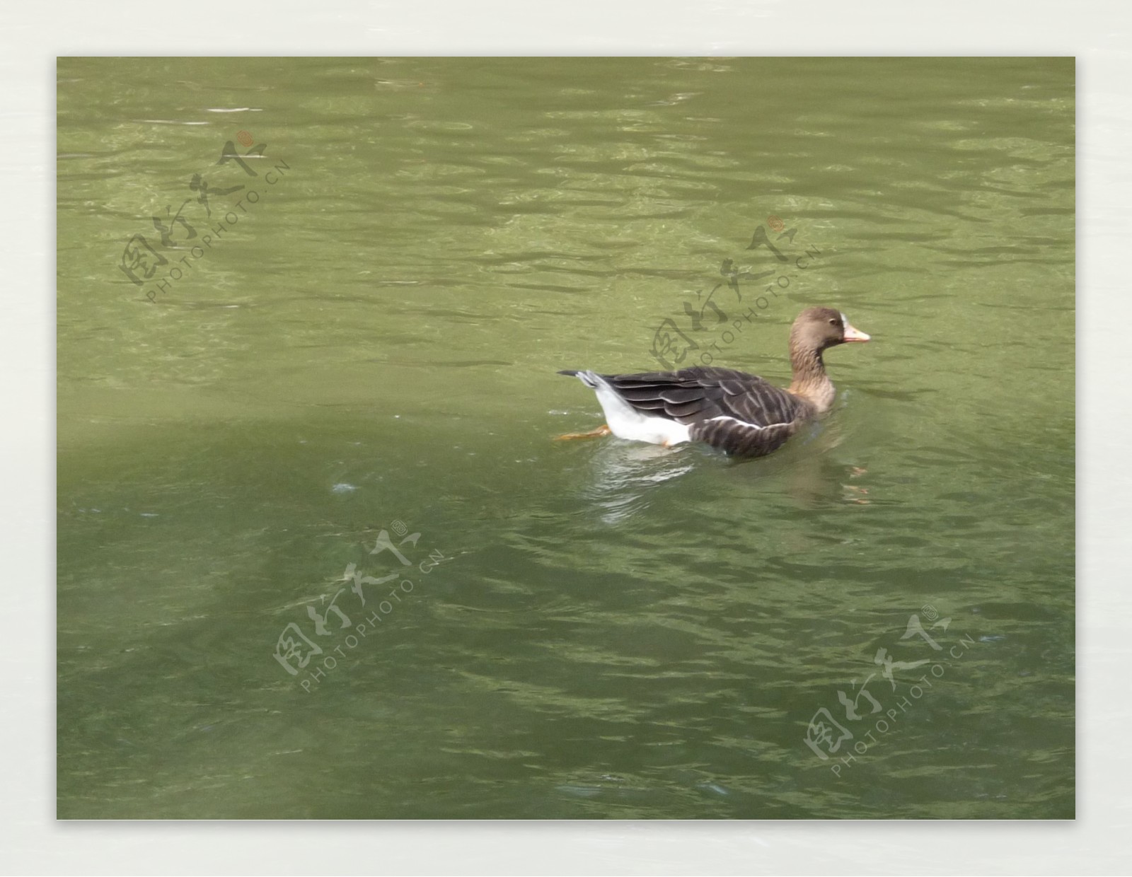 一只在碧绿的微波荡漾的湖水中嬉水的水鸟
