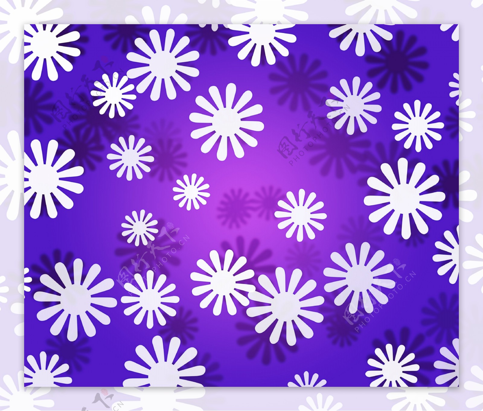 白色的花紫罗兰纹理简单