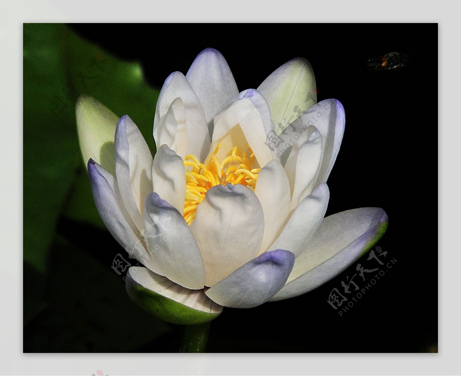 位图植物摄影写实花卉花朵睡莲免费素材