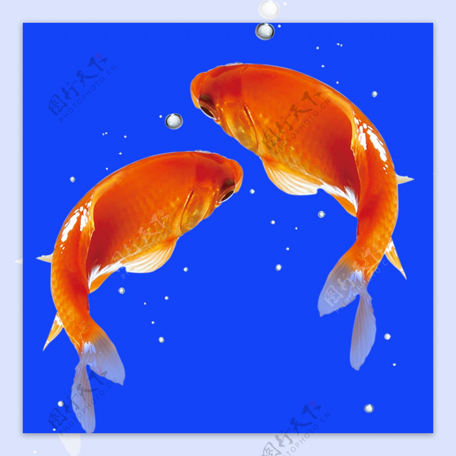红鲤鱼可换背景图片