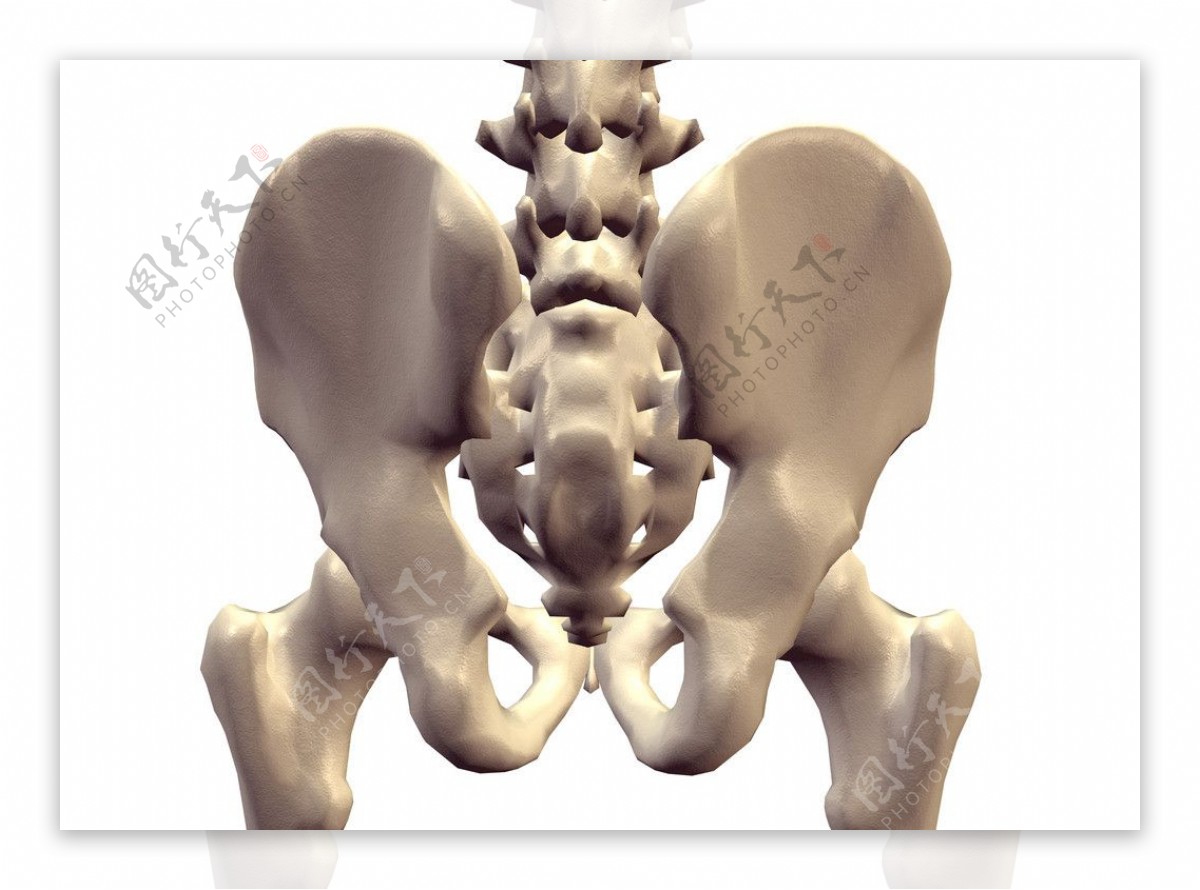 髋骨骶骨图片