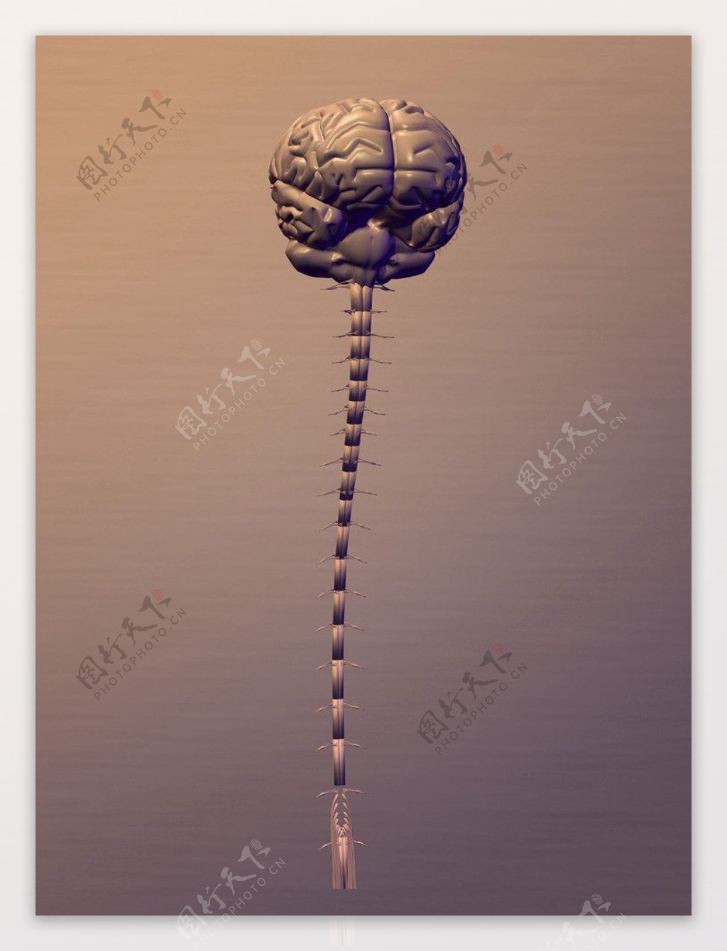 大脑脊椎图片