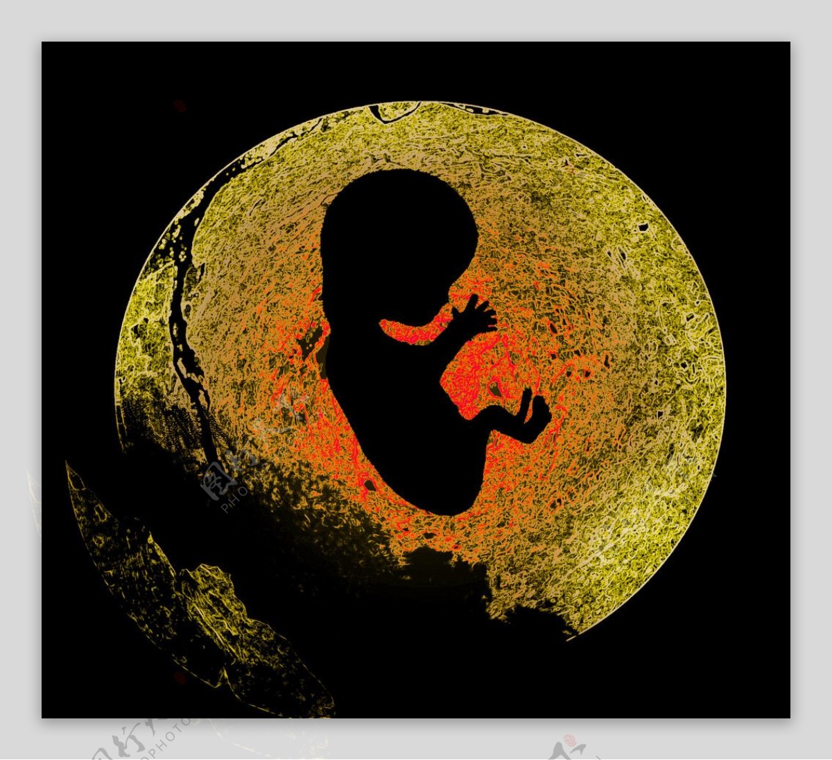 出生受孕过程图片