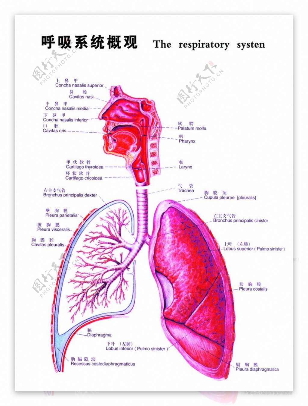 呼吸系统图图片