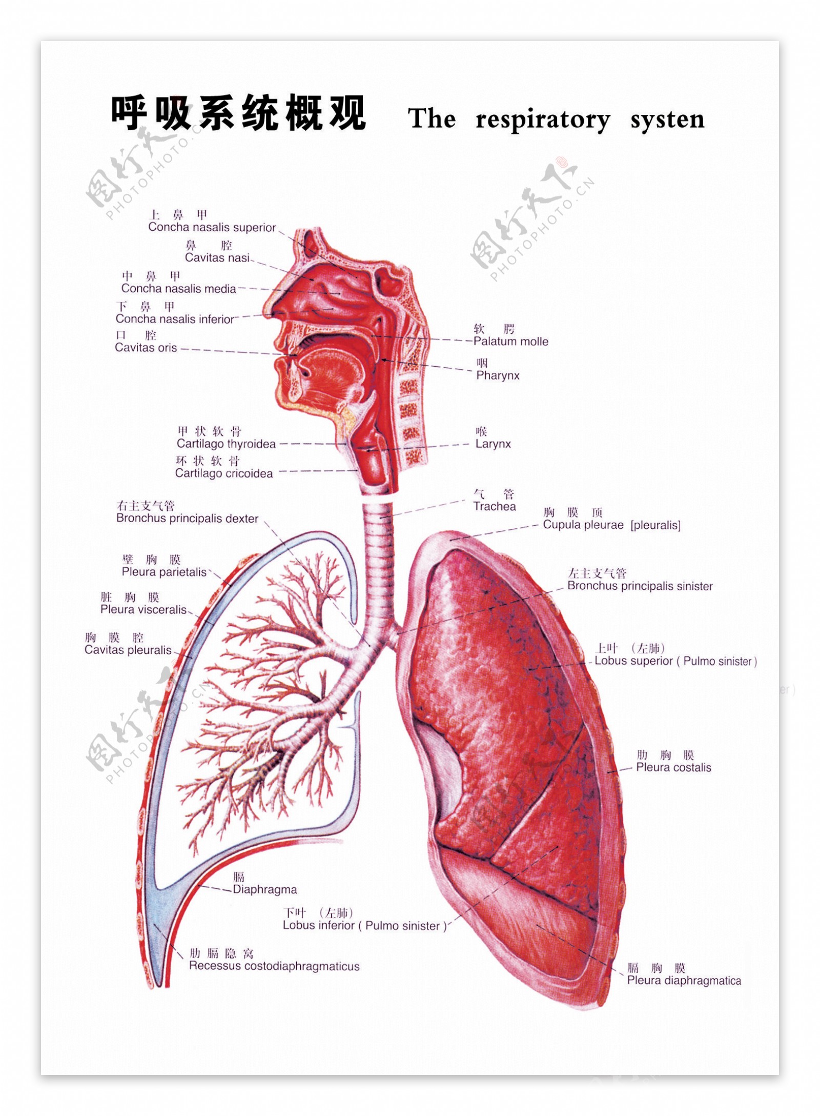 呼吸系统图图片