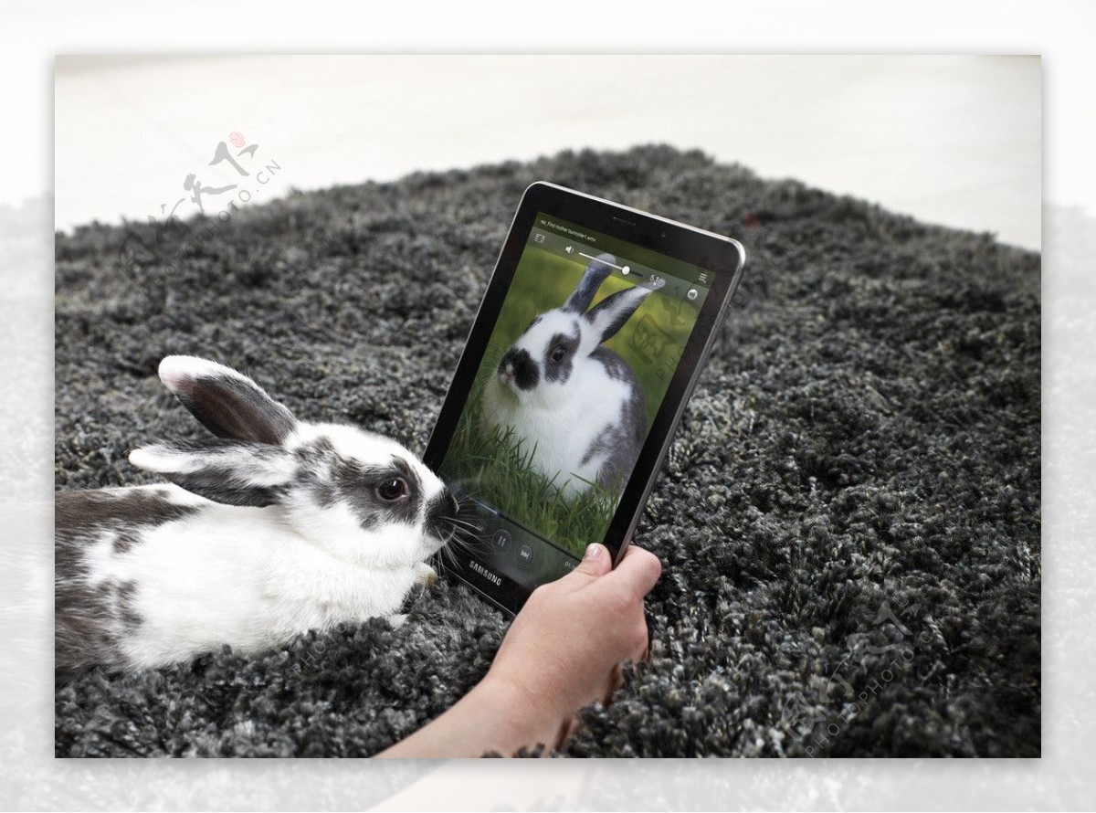 三星平板电脑与兔子图片
