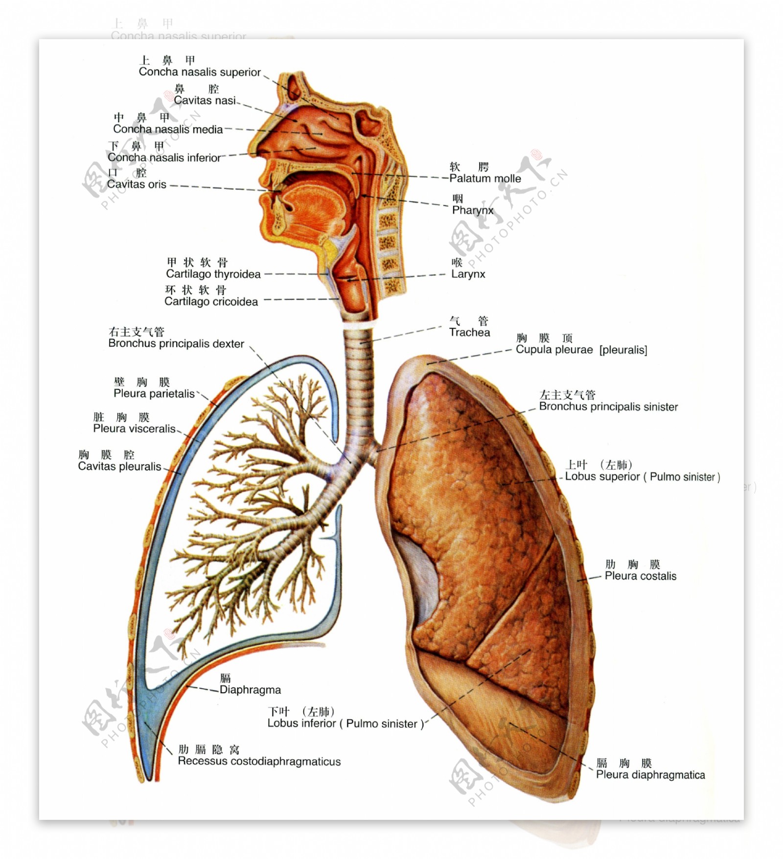 呼吸系统概观图片