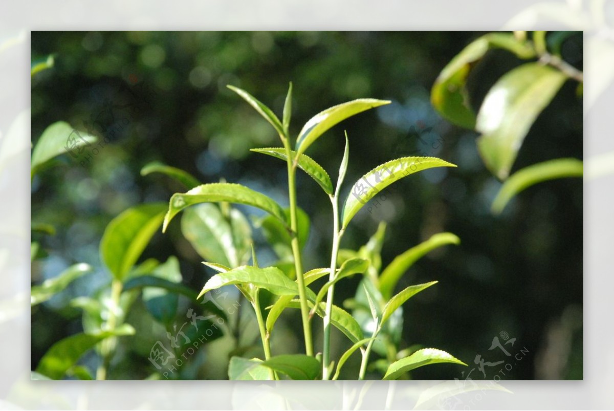 茶芽图片