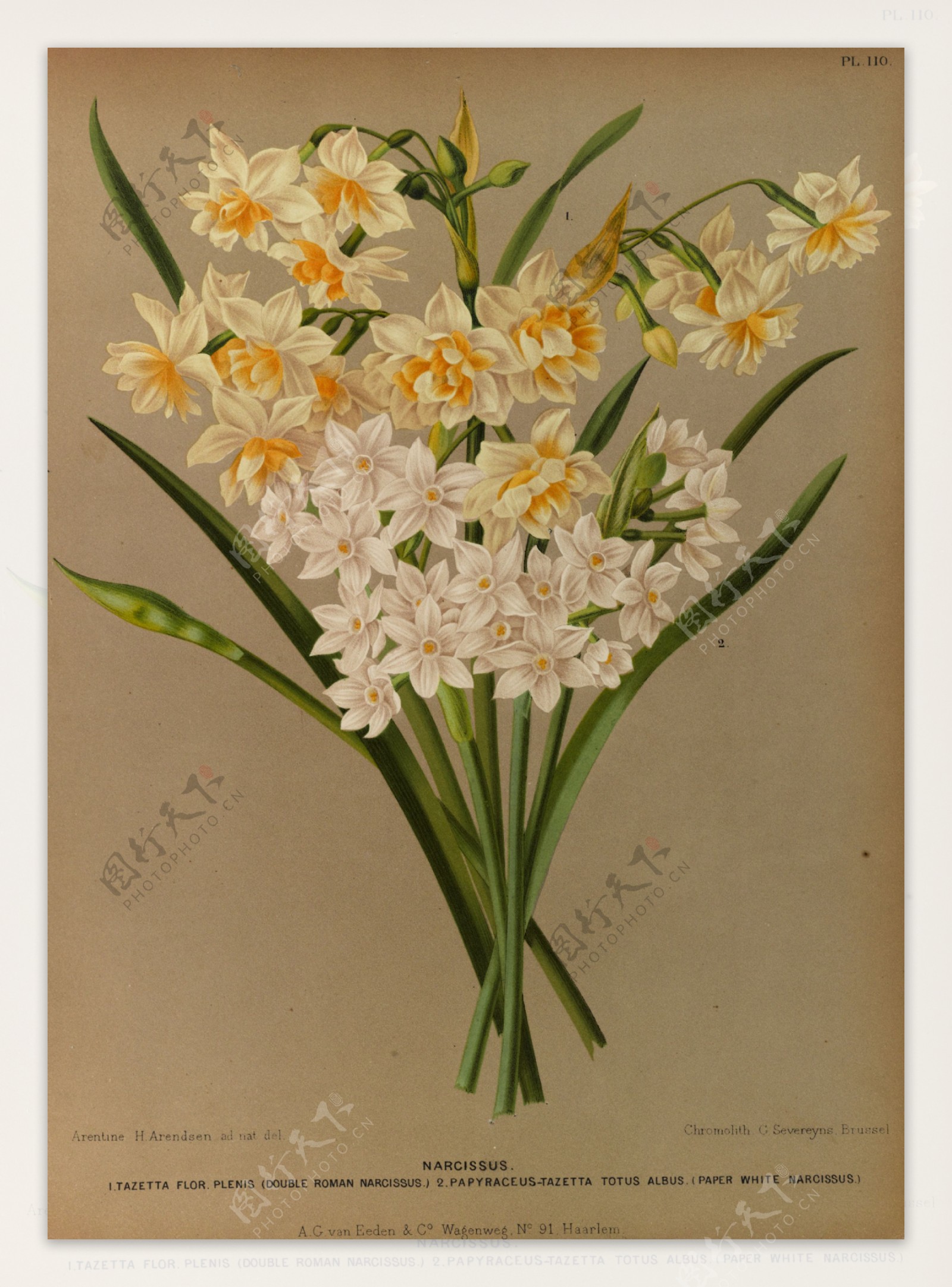 复古手绘白色水仙花图片