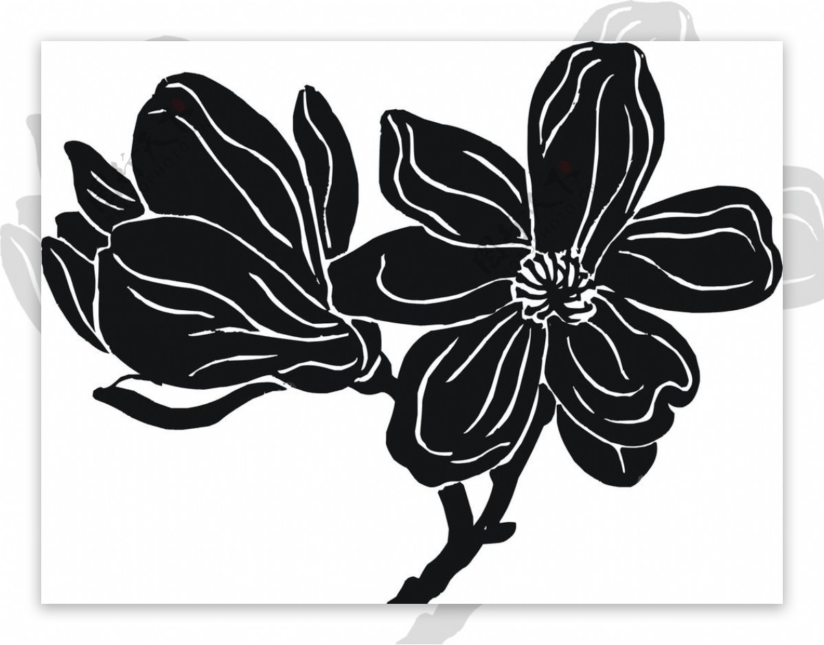 玉兰花矢量图黑白稿图片