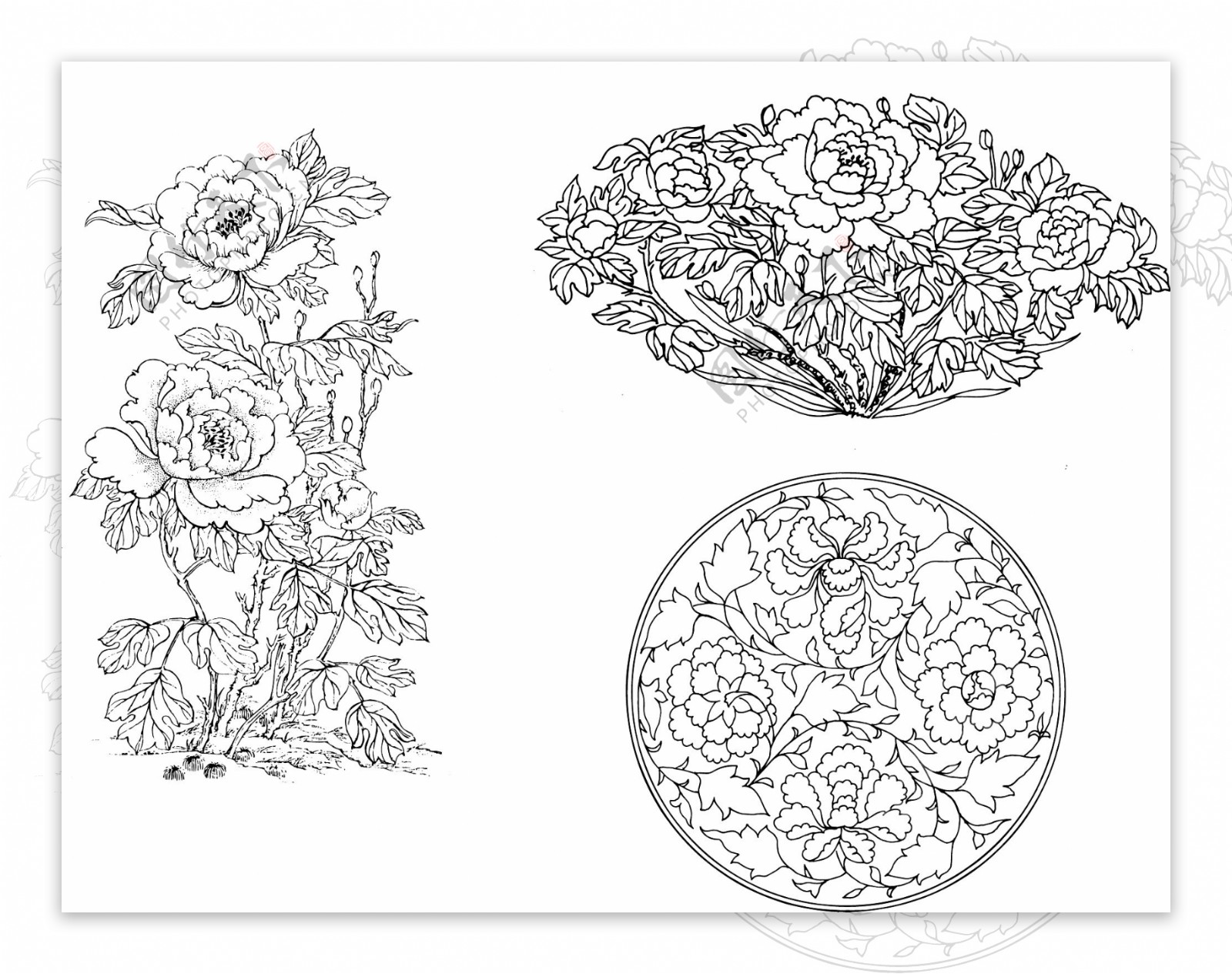 富贵牡丹花卉插图图片