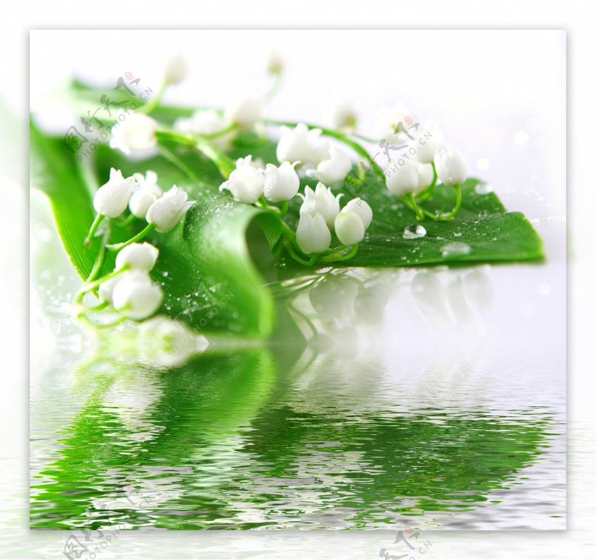 白花绿叶倒影图片