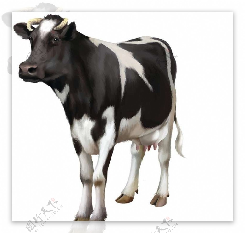 奶牛卡通动物设计动画图片
