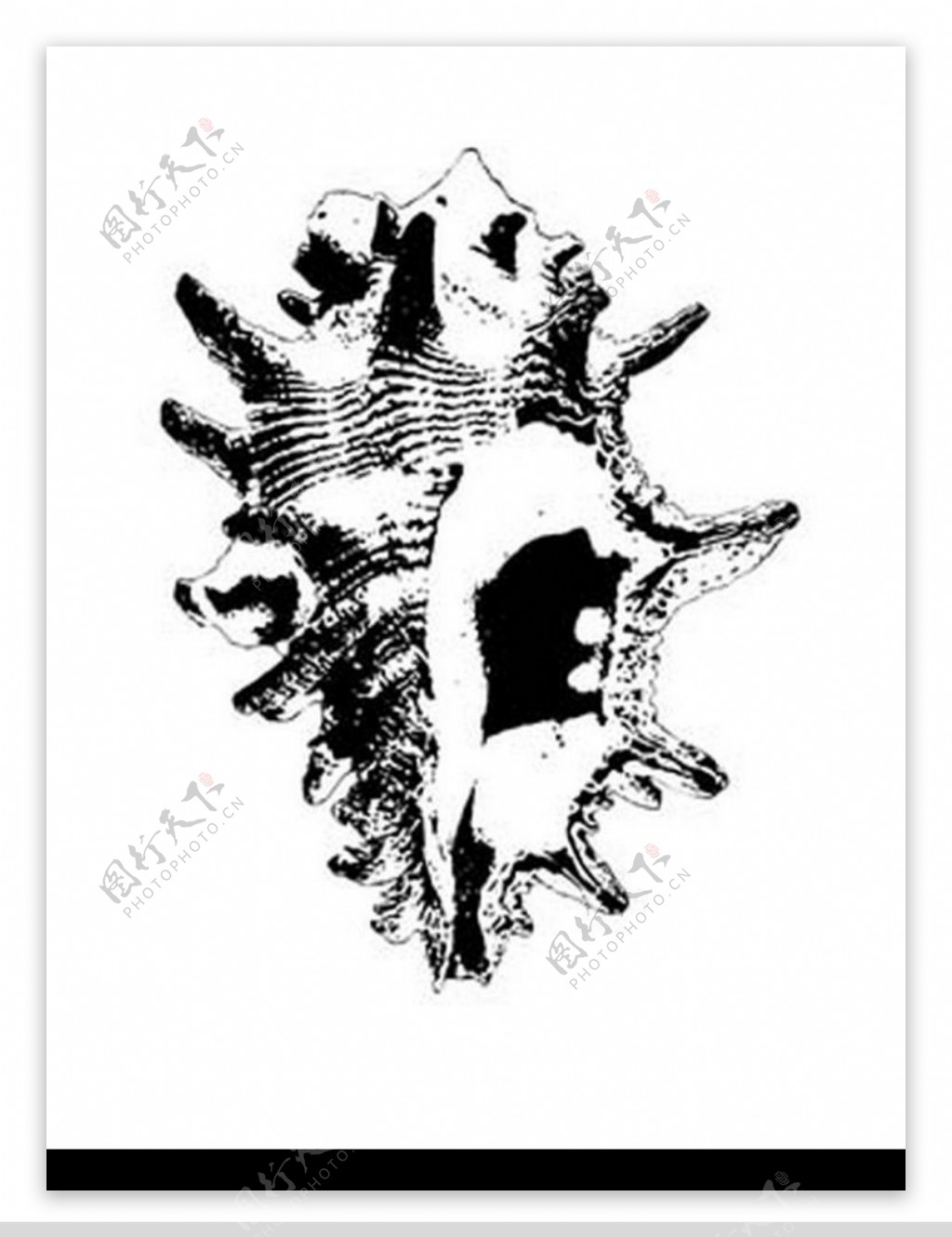 海螺黑白图图片