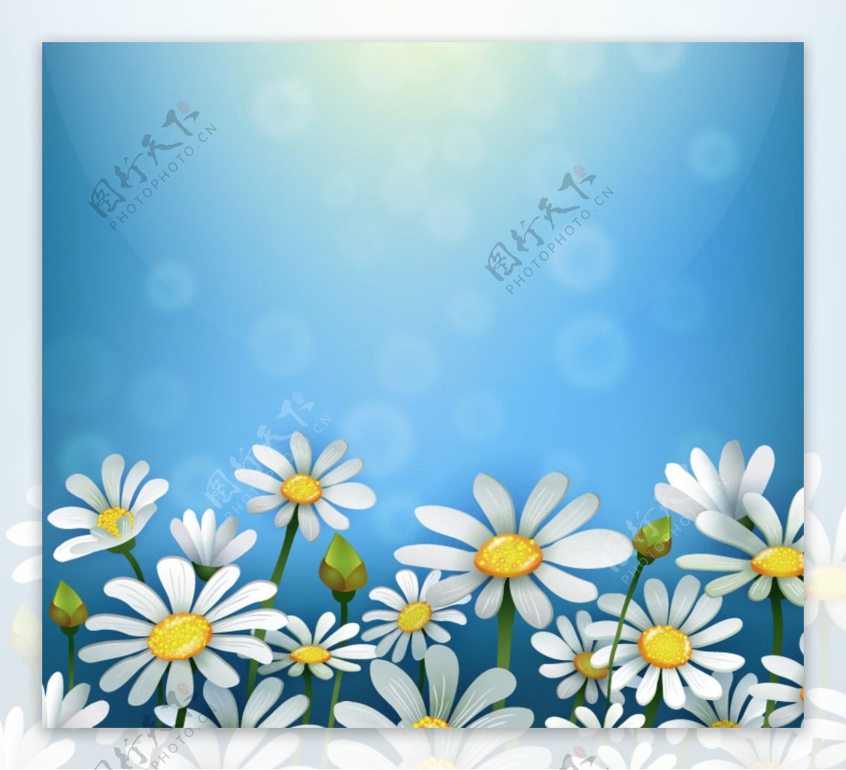 白色雏菊花丛矢量素材图片