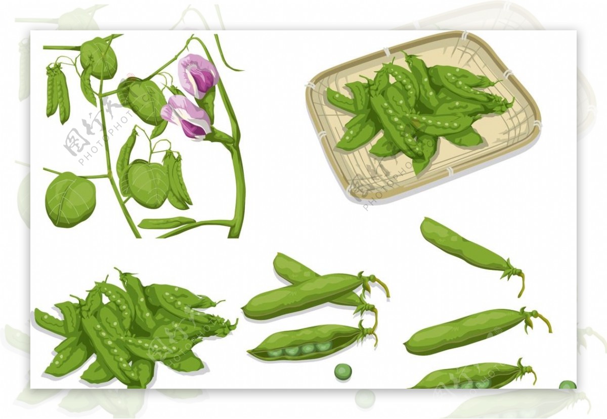 蒸豌豆的做法_【图解】蒸豌豆怎么做如何做好吃_蒸豌豆家常做法大全_仁慈宽厚_豆果美食