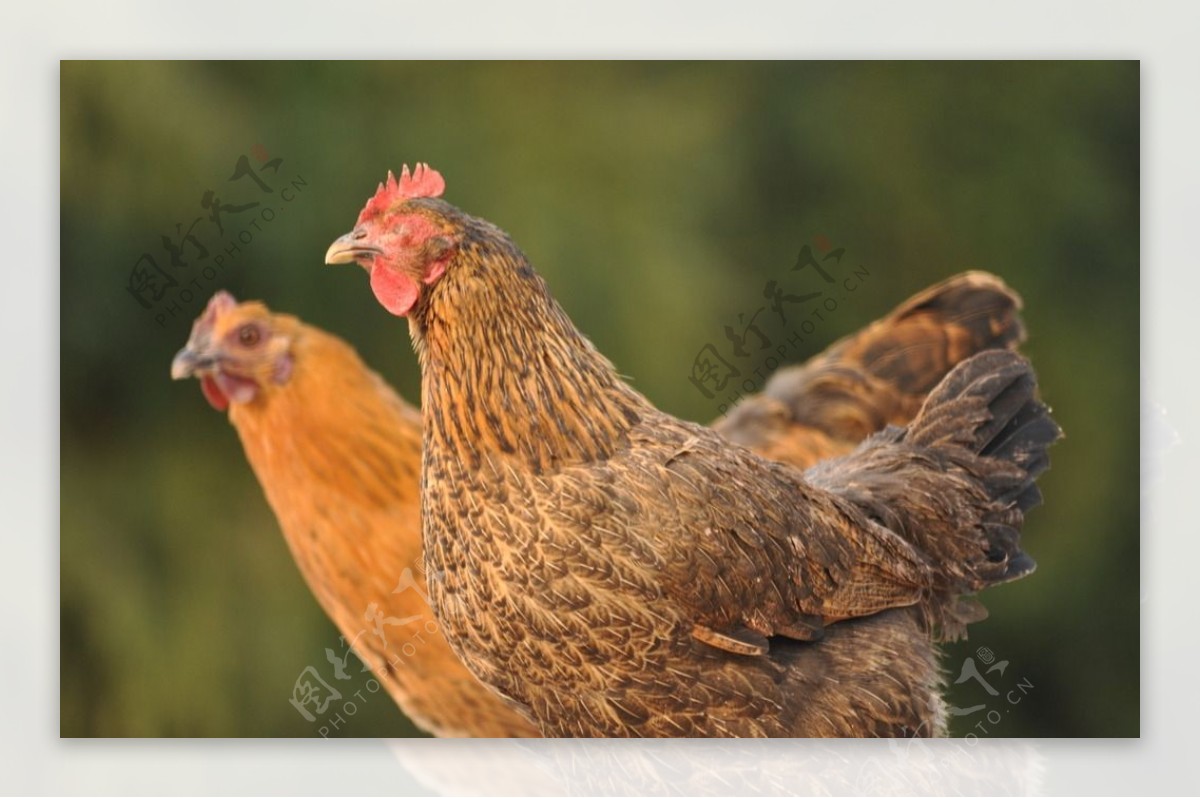 在养殖场里悠闲的母鸡46297_动物合集_动物类_图库壁纸_68Design