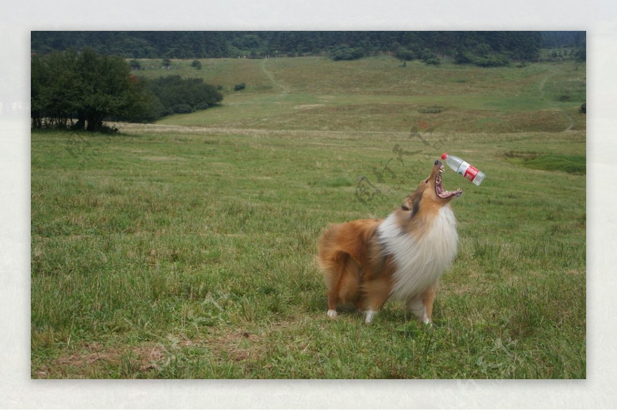 苏格兰牧羊犬图片