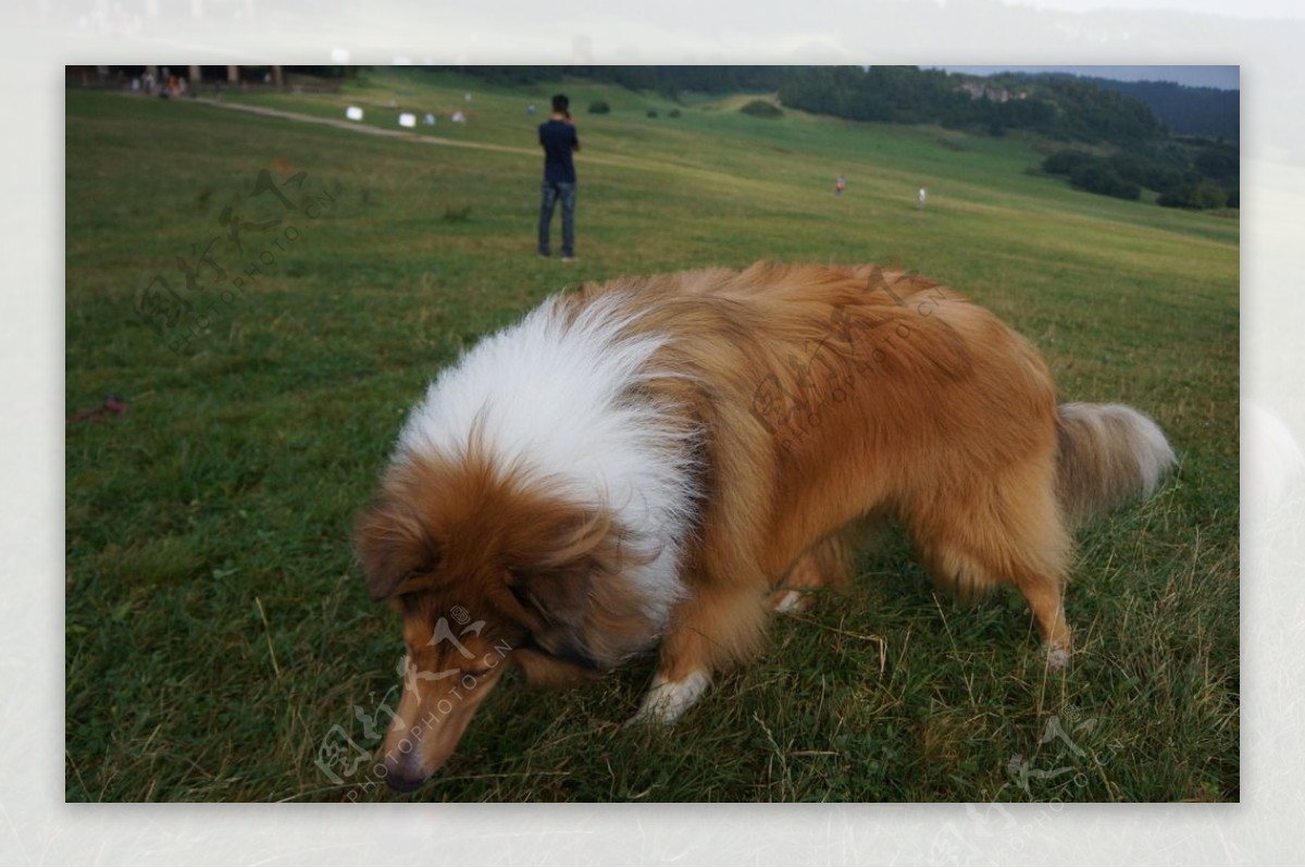 苏格兰牧羊犬图片