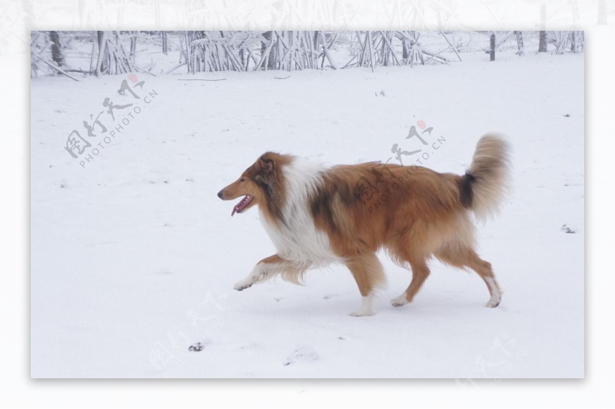 雪地里的狗图片