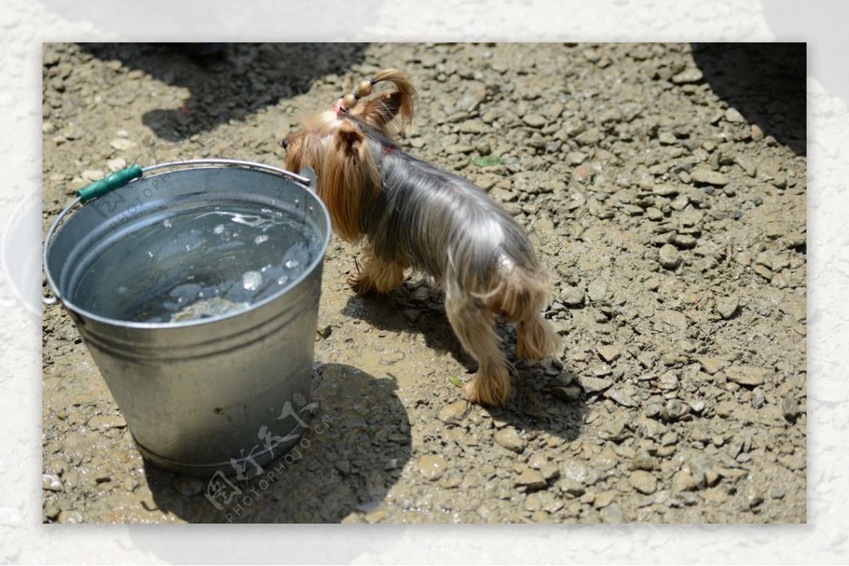 小狗与水桶图片