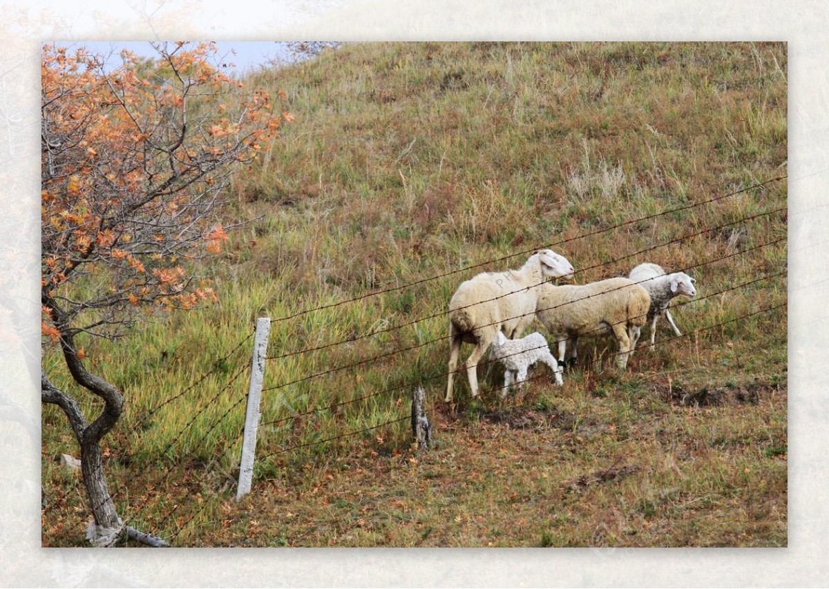 小羊和大羊图片