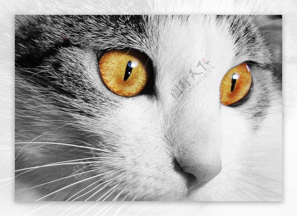 猫眼睛图片