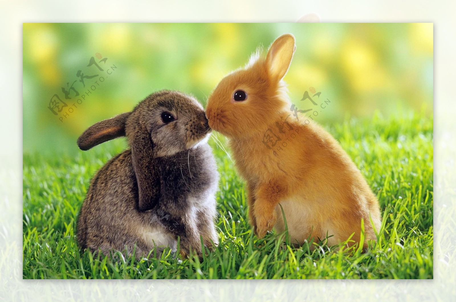 cute love heart rabbits sticker by @roufaidazalfana