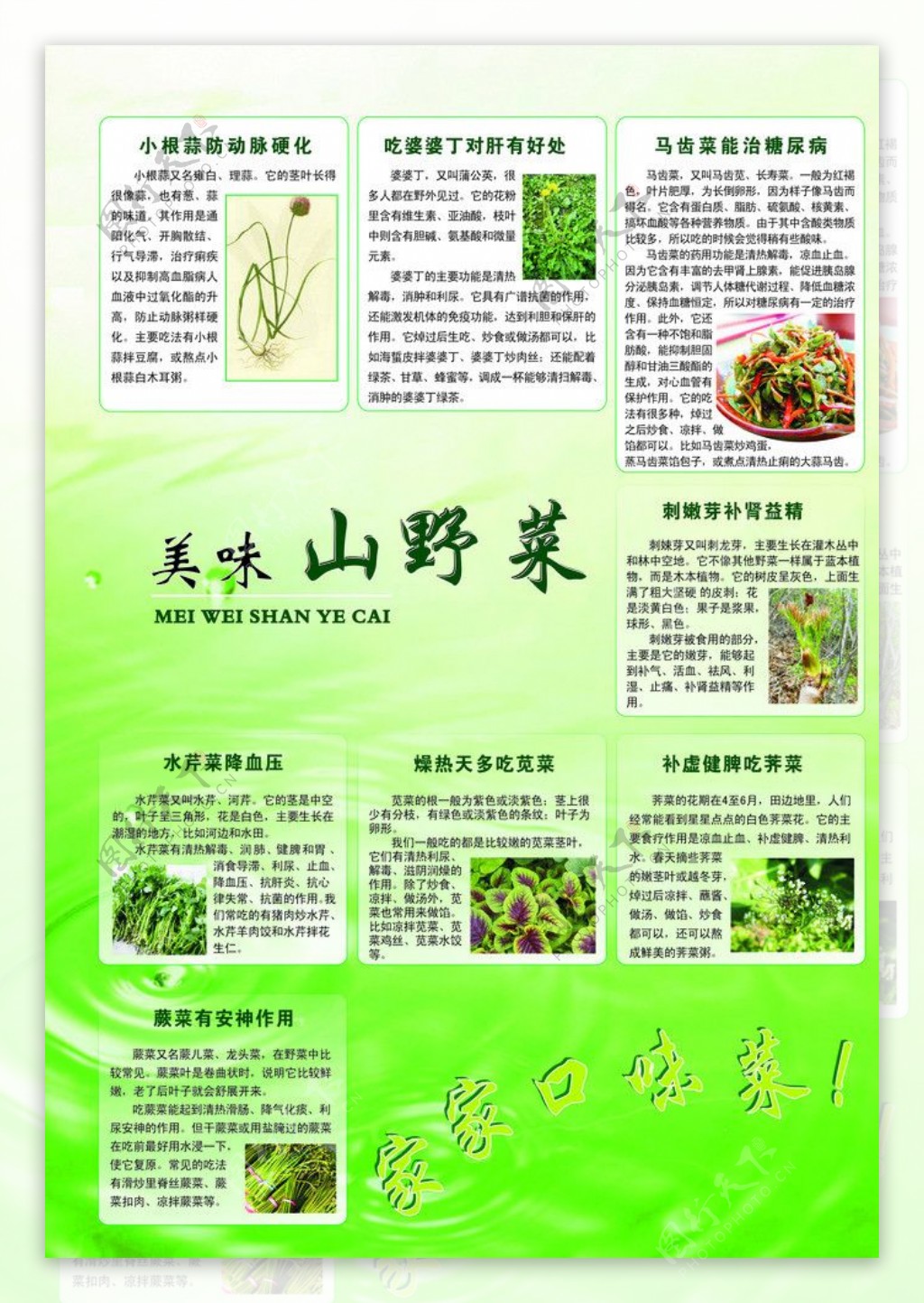 美味山野菜图片