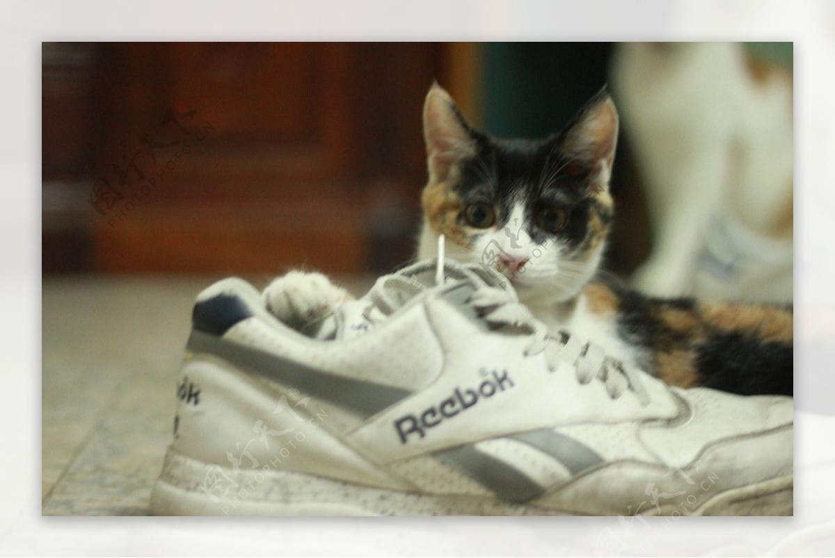 猫猫与鞋图片