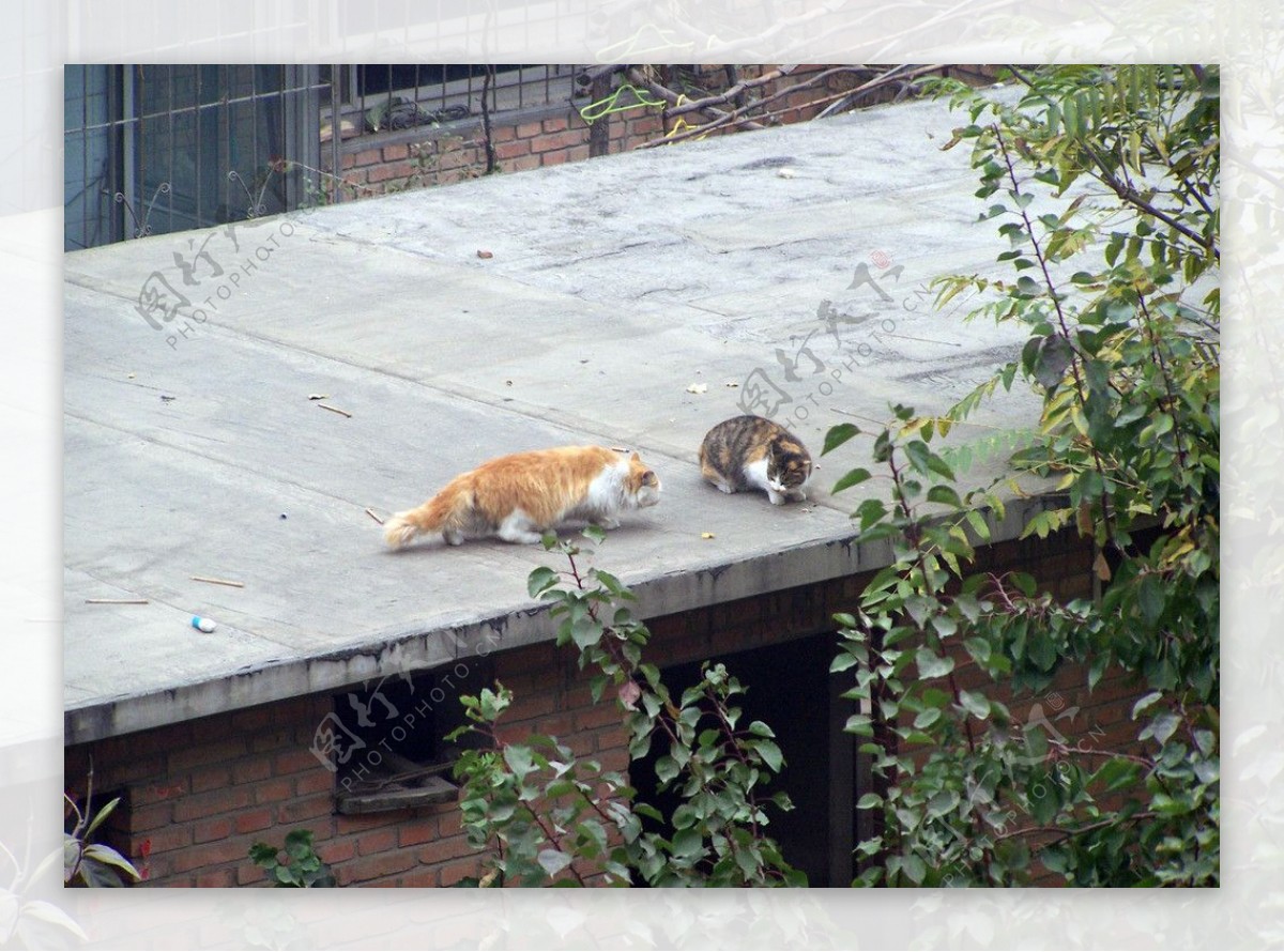 屋顶猫图片