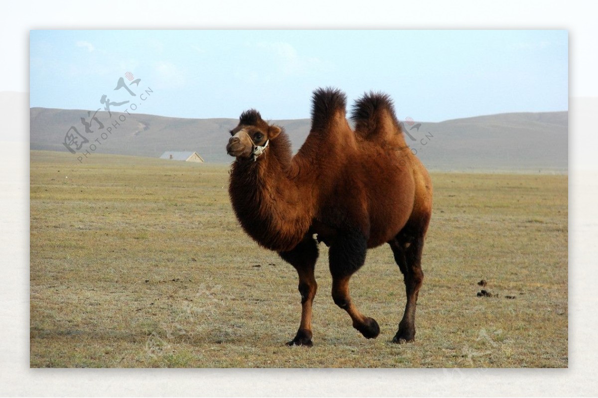 戈壁草原骆驼图片