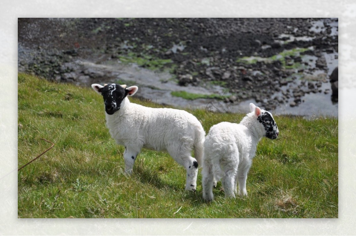 苏格兰羊图片