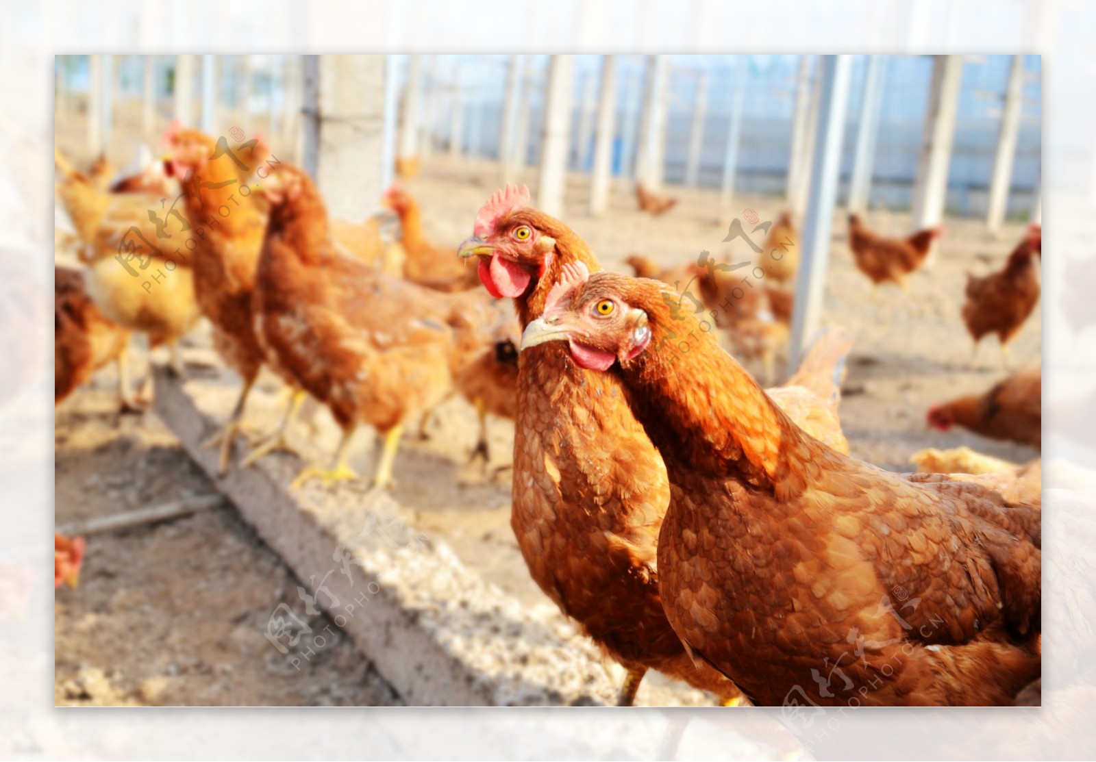 山林散养鸡的养殖方法 | 说明书网