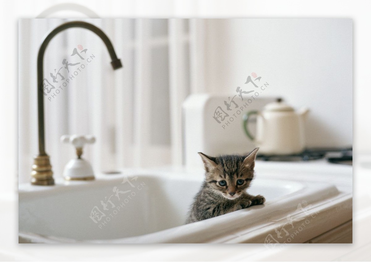 小猫洗澡图片