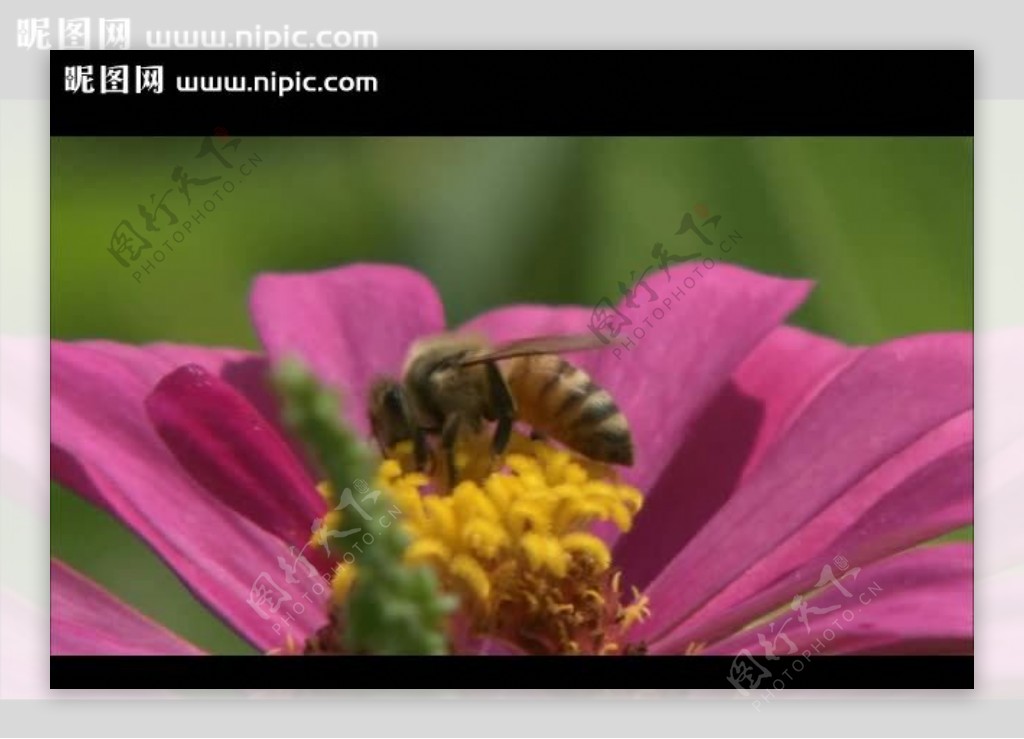 花朵蜜蜂视频素材