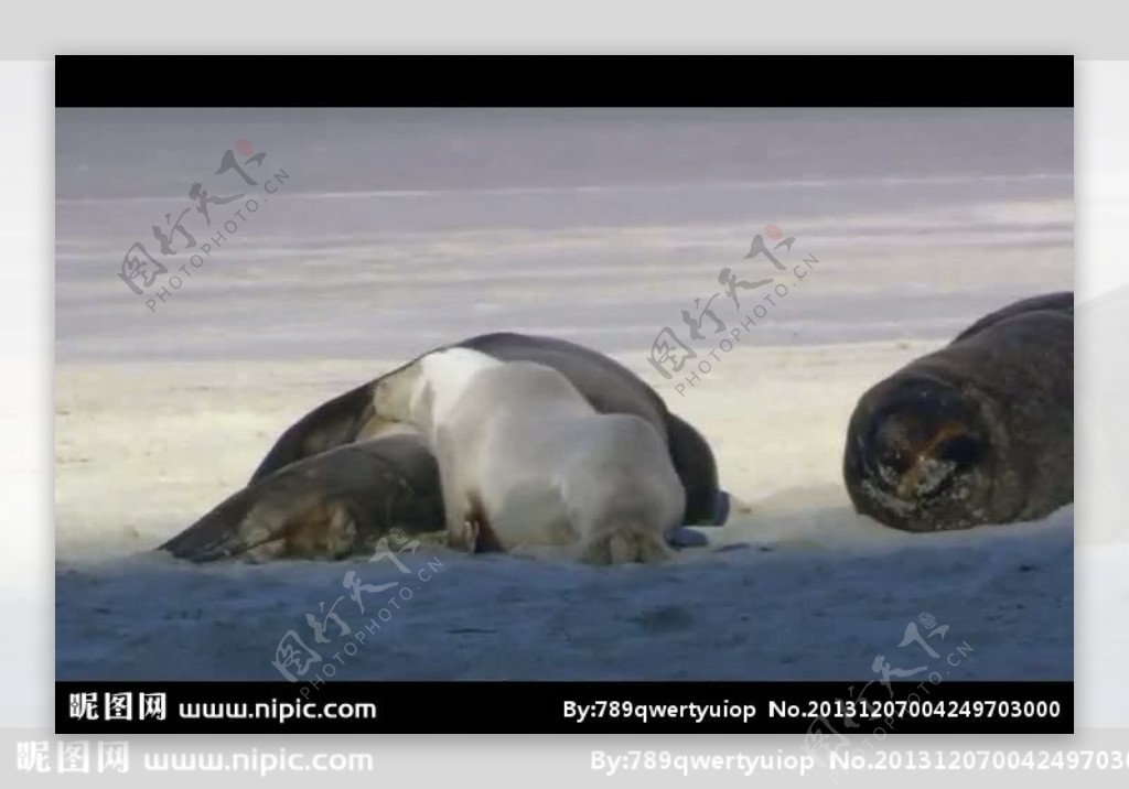 海狮活动视频频素材