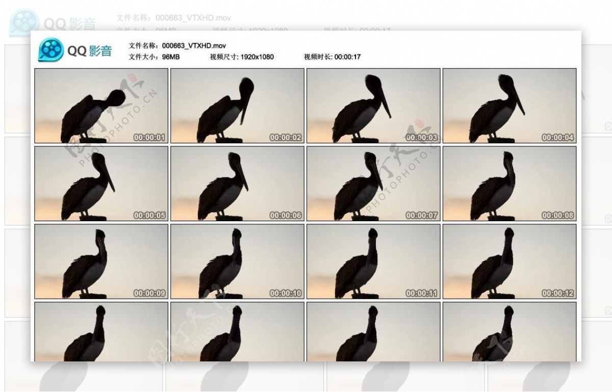 鹈鹕野生鸟类高清实拍视频素材