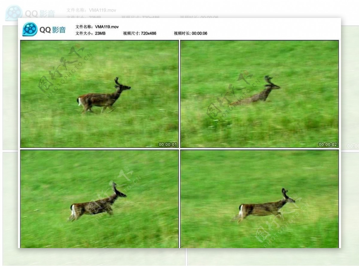 奔跑的小鹿视频实拍素材