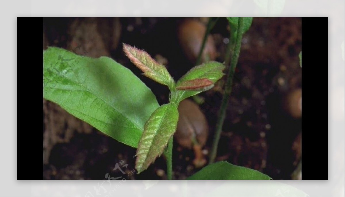 植物生长